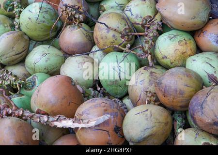 El cocotero (Cocos nucifera) es un miembro de la familia de las palmeras (Arecaceae) y la única especie viviente del género Cocos. El término coco. Foto de stock