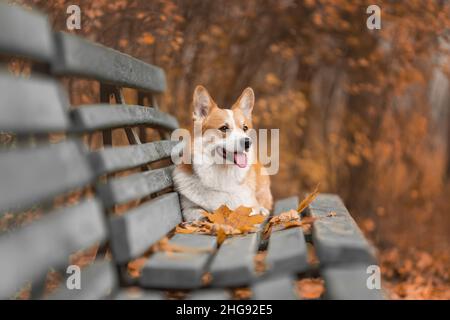 Retrato del feliz perro rojo corgi galés de raza pembroke tumbado en un banco cerca de las hojas caídas en la naturaleza otoñal en el parque