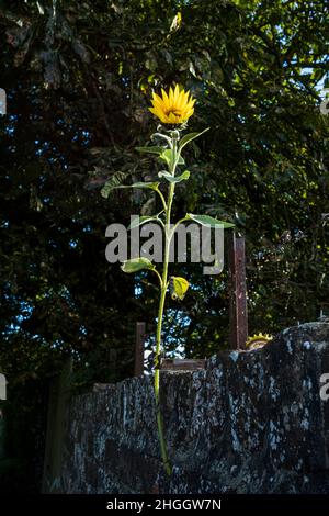 El girasol en la pared Fotografía de stock - Alamy