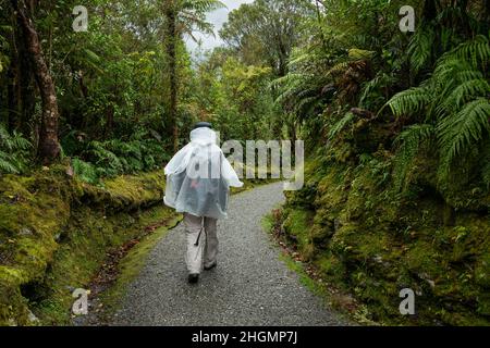 Un turista caminando bajo la lluvia en Douglas Walk, glaciar Franz Josef, Isla Sur. Foto de stock