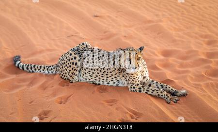 Cheetah (Acinonyx jubatus) acostado, desierto de Kalahari, Namibia. Foto de stock