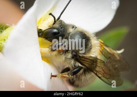 Cortador de hojas de abeja macho Foto de stock