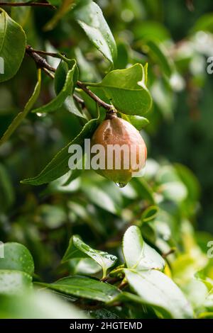 Sabrosa pera joven orgánica jugosa y sabrosa en una rama de un árbol con gotas de lluvia Foto de stock