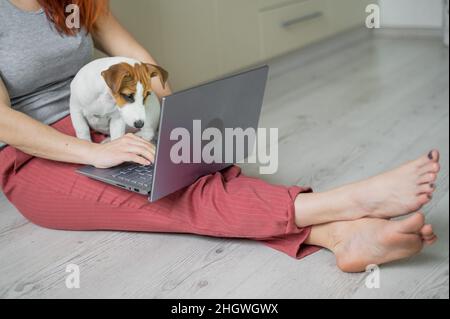 El cachorro Jack Russell Terrier está sentado en el regazo de su amante. Mujer irreconocible sentada en el piso en una postura cómoda y estudiando en un