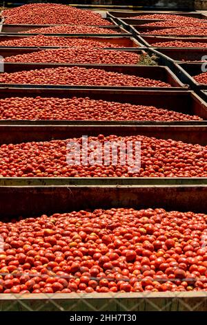 Grandes cantidades de tomates almacenados en recipientes que se distribuirán Foto de stock