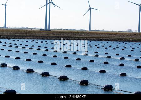 Países Bajos, Bruinisse, Mussels que cultivan en Oosterschelde o en el estuario de Grevelingen. Antecedentes Represa de Grevelingen, parte de las obras de Delta y molinos de viento Foto de stock