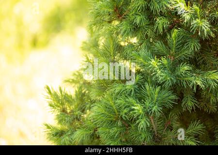 Abeto ornamental enano Conica (Picea glauca o abeto blanco). Ramas con hermosas agujas suaves de cerca Foto de stock
