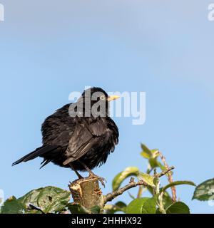 British Blackbirds en mi jardín trasero Foto de stock