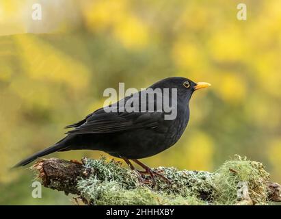 British Blackbirds en mi jardín trasero Foto de stock