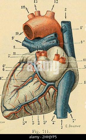 'Traité d'anatomie humaine : Anatomie descriptive, histologie, développement' (1895)