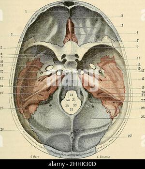 'Traité d'anatomie humaine : Anatomie descriptive, histologie, développement' (1895)