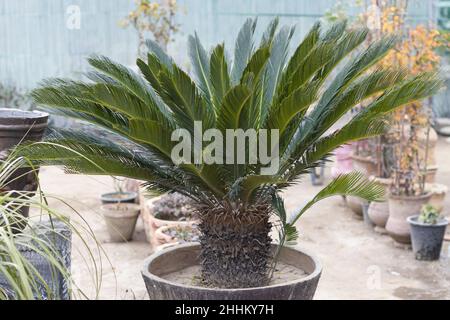 Planta Cycas, varias palmas en macetas de mimbre en suelo de madera en el  salón. Casa jardín, selva urbana Fotografía de stock - Alamy