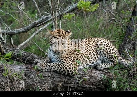Leopardo africano descansando sobre un árbol en Sudáfrica.