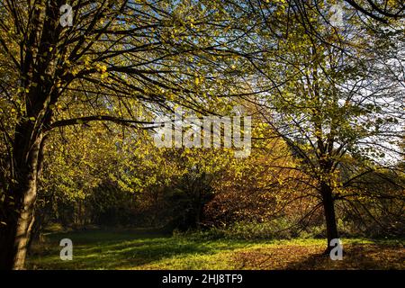 Reino Unido, Inglaterra, Cheshire, Goostrey, Universidad de Manchester, Jodrell Bank Arboretum árboles en otoño Foto de stock