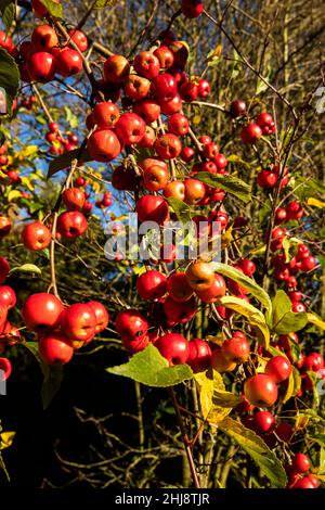 Reino Unido, Inglaterra, Cheshire, Goostrey, Universidad de Manchester, Jodrell Bank Arboretum, fruta en los árboles de malus en otoño Foto de stock