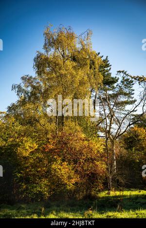 Reino Unido, Inglaterra, Cheshire, Goostrey, Universidad de Manchester, Jodrell Bank Arboretum en otoño Foto de stock