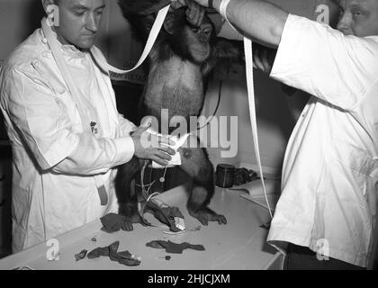 Jamón siendo asistido en el spacesuit antes del vuelo de prueba. El 31 de enero de 1961, un lanzamiento de Mercury-Redstone desde Cabo Cañaveral llevó al chimpancé, Ham, más de 400 millas de distancia en una trayectoria arqueada que alcanzó un pico de 158 millas por encima de la Tierra. La misión fue exitosa y Ham realizó su tarea de tirar de la palanca bien en respuesta a la luz intermitente. Foto de stock