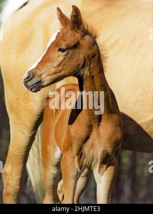 Lindo retrato de Foal Arábigo castaño de pie cerca del lado de la madre. Foto de stock