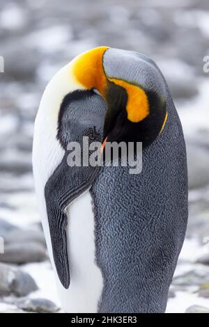Océano Austral, Georgia del Sur. Retrato de un pingüino rey dormido. Foto de stock