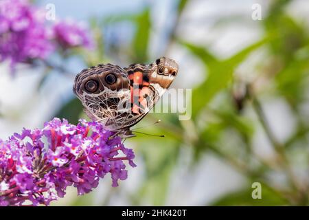03405-00505 American Lady (Vanessa virginiensis) en Butterfly Bush (Buddleja davidii) Marion Co. IL Foto de stock