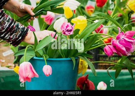 Mujer florista hace ramo de tulipanes. Las manos sostienen flores de primavera multicolor. Concepto de pequeña empresa, mercado de flores. Foto de stock