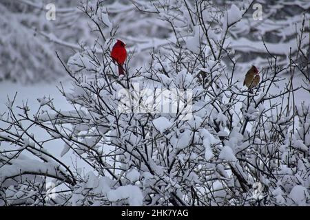 Cardinals del Norte sentados en un bosque de lila cubierto de nieve después de una tormenta de nieve en febrero en el sur de Michigan después de alimentarse con algunas semillas de girasol Foto de stock