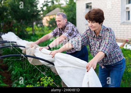 pareja madura establece un invernadero en una parcela del jardín Foto de stock