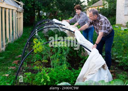 pareja madura protege las plantas del frío en una parcela de jardín Foto de stock