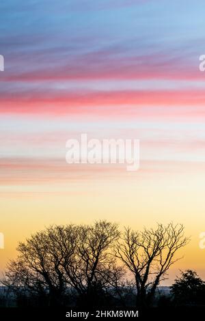 Siluetas de árboles sin hojas contra el cielo del amanecer con bandas horizontales de color naranja y malva pastel de color cirrostratus nube contra un cielo amarillo. Kent en Inglaterra. Foto de stock