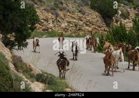 Rebaño de cabras se adelantan en una carretera en una zona montañosa (Rodas, Grecia) Foto de stock