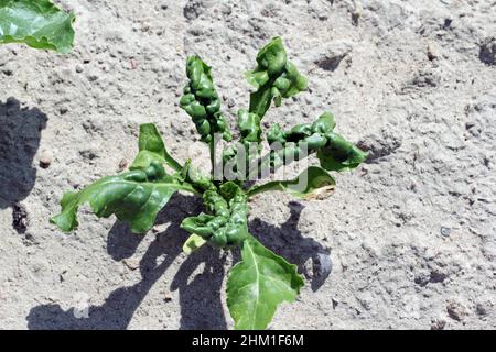 El áfido del frijol negro (APHIS fabae) en las plantas jóvenes de remolacha azucarera. Es miembro de la orden Hemiptera. Otros nombres comunes incluyen blackfly, bean aphid Foto de stock