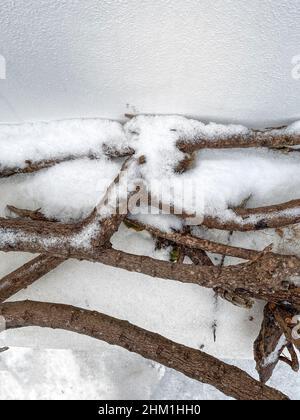 Ramas en el suelo cubiertas con el primer invierno copos de nieve.Copy Espacio. Imagen de stock. Foto de stock