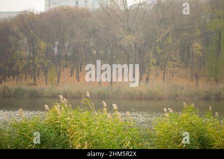 Una hermosa vista sobre el agua ondulada del lago y la caña doblada por un viento de brisa en un parque otoñal Foto de stock