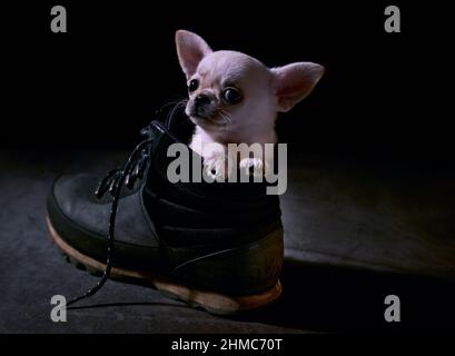 Retrato de un cachorro blanco de chihuahua sentado en una bota sobre un fondo negro Foto de stock