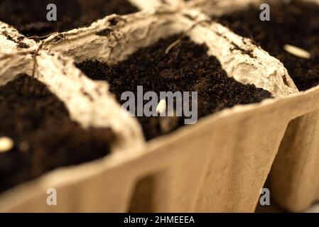 plántulas, germinación, siembra, planta de calabaza, saquear, plantas de  semillero, brotes, plantas de calabaza Fotografía de stock - Alamy