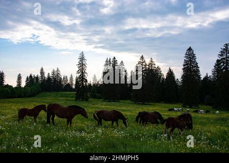 Eindrückliche Abendstimmung auf einer Pferde- und Rinderweide in den jurassischen Freibergen Foto de stock