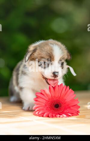 Divertido y lindo perrito de pembroke galés corgi raza perro con lengua fuera tumbado al aire libre cerca de la flor rosa en la naturaleza de verano