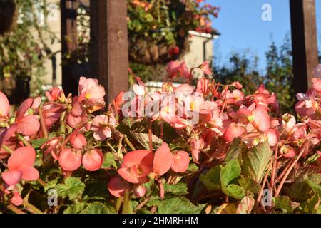 exposición de begonia en el jardín frontal, suffolk, inglaterra Foto de stock