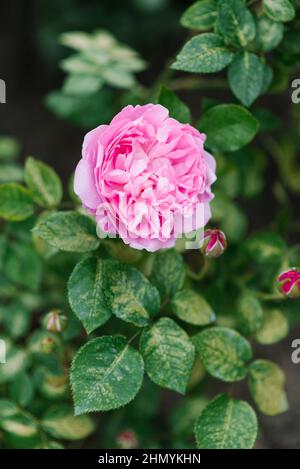 Hermosas flores de la rosa inglesa en forma de peonías Mary Rose en el  jardín en verano Fotografía de stock - Alamy