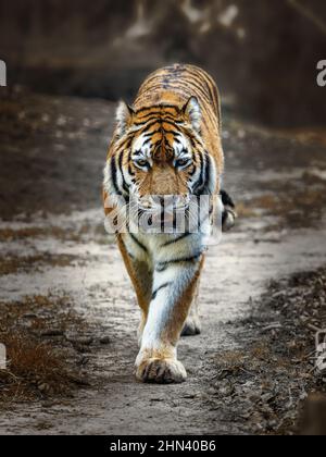 Un orgulloso tigre siberiano de un zoológico alemán en buen tiempo Foto de stock