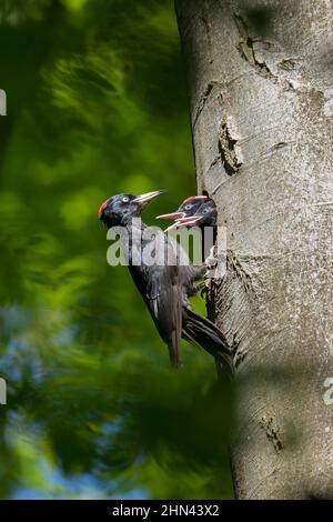 Carpintero Negro (Dryocopus martius). Mujer alimentando joven al nido en un árbol de haya. Alemania Foto de stock