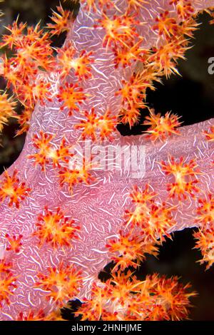 Árboles multiramificados Coral suave, Arrecife de coral, Parque Nacional Marino de Bunaken, Bunaken, Sulawesi del Norte, Indonesia, Asia Foto de stock