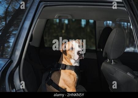 Perro con cinturón de seguridad en el asiento del coche Fotografía de stock  - Alamy
