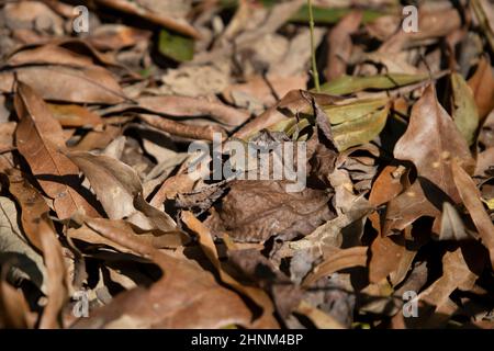Mariposa de banda roja (Calycopis cecrops) en hojas marrones en extinción Foto de stock