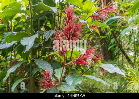 Cola Feathers Planta de Sanchezia (Sanchezia sanmartinensis) - Florida, Estados Unidos Foto de stock