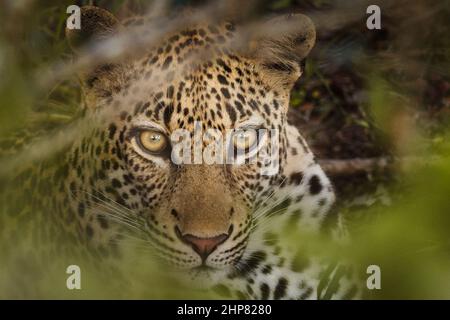 Leopardo, Panthera pardus, hembra, en denso bosque fluvial, H7(C), Tar Road to Orpen, Orpen District, Parque Nacional Kruger, provincia de Limpopo, sur de África