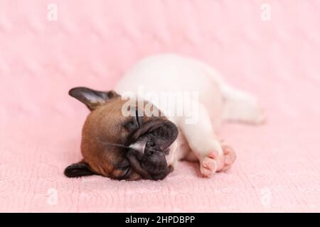 Lindo perrito divertido de perro toro francés durmiendo sobre manta de punto rosa