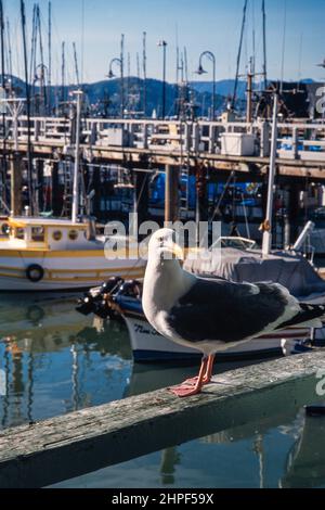 Una Gaviota Occidental, Larus occidentalis, encaramada en un pasamanos en Fishermans Wharf, San Francisco, California. Foto de stock