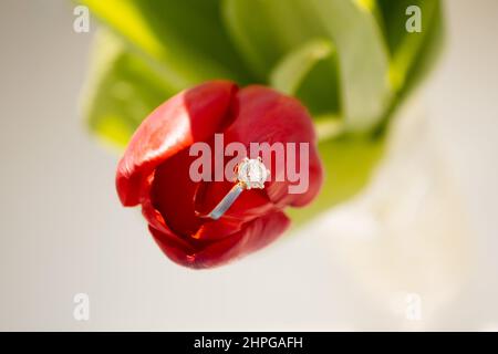 Primer plano de un tulipán rojo con un anillo de diamantes de oro en el interior. Foto de stock