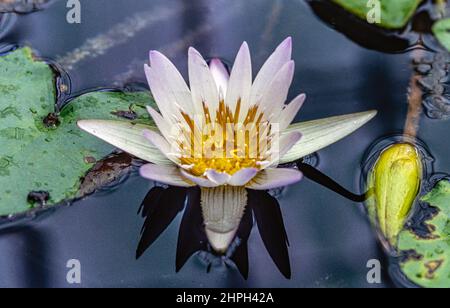 Nymphaeaceae es una familia de plantas con flores, comúnmente llamados lirios de agua Foto de stock